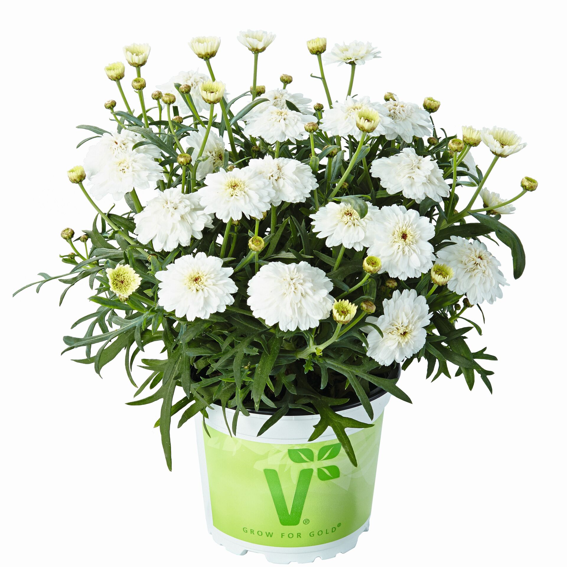 Özel Seri Aramis  Double White  Katmerli Çeşme Papatyası Çiçeği Fidesi (1 Adet Fide)