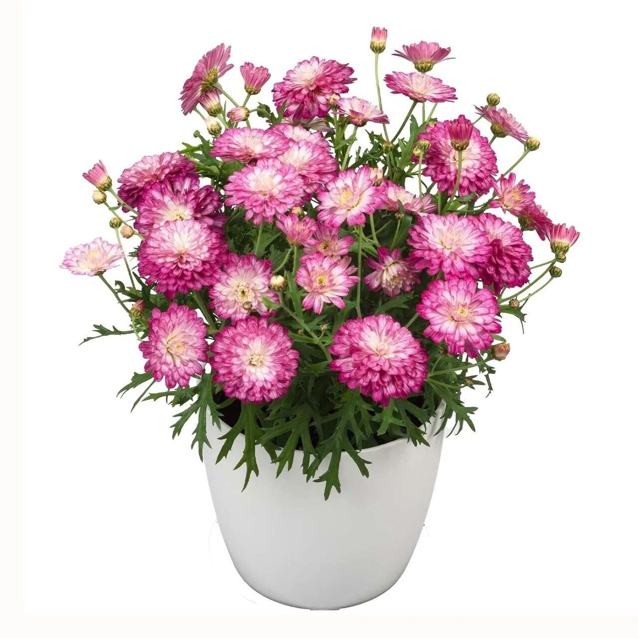 Özel Seri Aramis  Double Strawberry Cream  Katmerli Çeşme Papatyası Çiçeği Fidesi (1 Adet Fide)