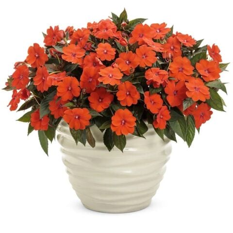 Özel Seri Turuncu Magnifico Orange Yeni Gine  Cam Güzeli Çiçeği Fidesi (1adet)