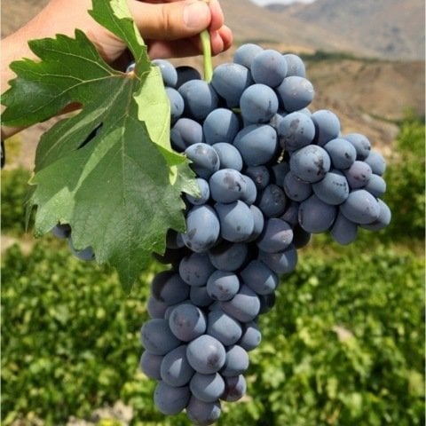 Açık Kök  Horoz Karası Üzüm(Asma-Bağ) Fidanı
