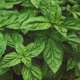 Yeşil Yapraklı Fesleğen Fidesi (30 Fide)