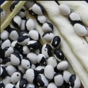Doğal Alacalı Fasulye Tohumu (30 Tohum)