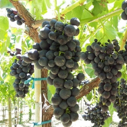 Açık Kök Alphonso Lavellee(Asma-Bağ) Üzüm Fidanı