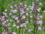 Sweet Lady Penstemon Çiçeği Tohumu(50 adet)