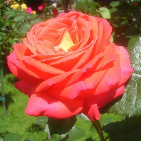 Hızlı Gönderim Tüplü Yediveren Königin Der Rosen Kokulu Gül Fidanı Hızlı Gönderim Tüplü Yediveren Königin Der Rosen Kokulu Gül Fidanı