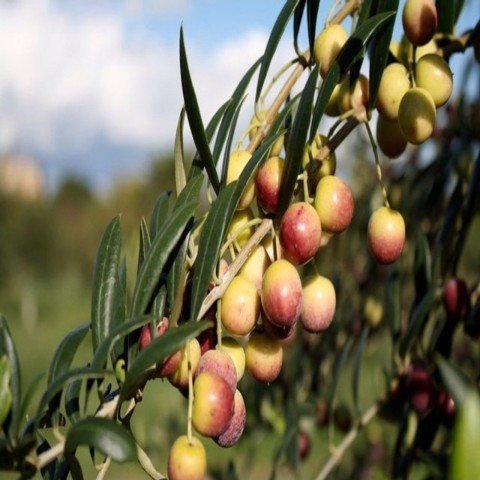 Tüplü Arbosona Bodur Zeytin Fidanı