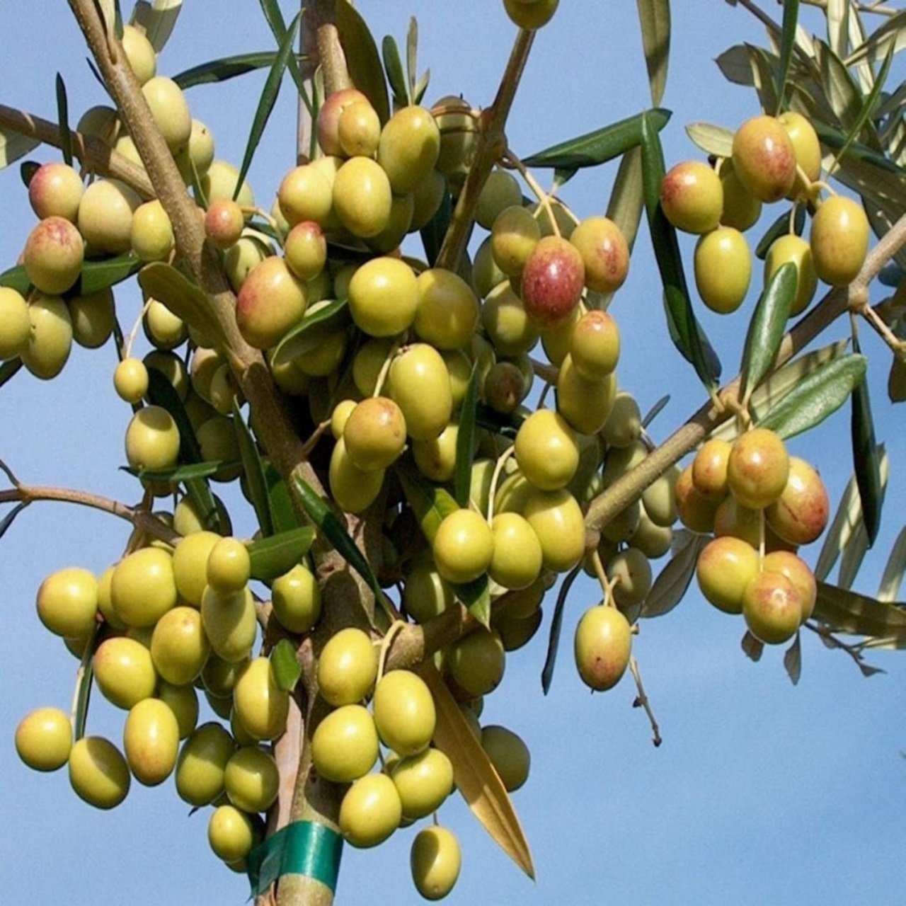 Tüplü Arbosona Bodur Zeytin Fidanı
