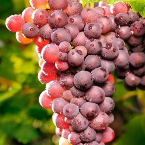 Tüplü Elazığ Kırmızısı Üzüm Fidanı