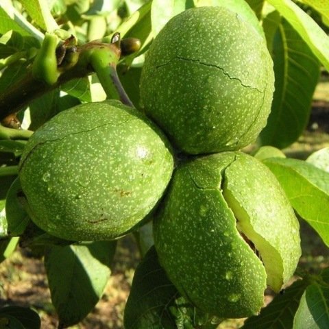 Tüplü Lara Ceviz Fidanı