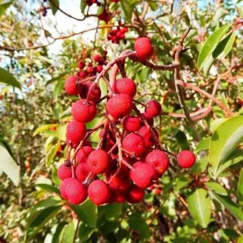Tüplü Arbutus Andrachne Aromatik Sandal Ağacı Fidanı (50-70 cm)