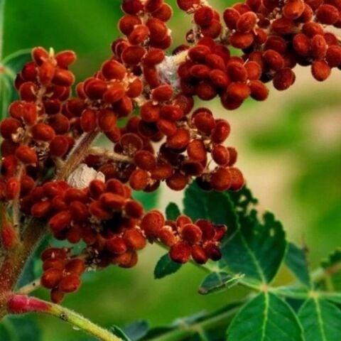 Tüplü Soğuklara Dayanklı Erken Meyve Verebilen Sumak Ağacı Fidanı