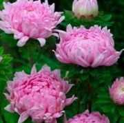 Paeony Coral Lila Renkli Aster Çiçeği Tohumu(30 tohum)