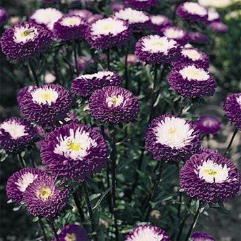 Ponpon Mavi Beyaz Aster Çiçeği Tohumu(30 tohum)