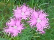 Püsküllü Pembe Dianthus Çiçeği Tohumu(50 adet)