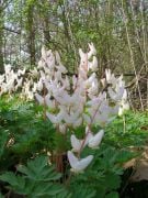 White Love Dicentra Çiçeği Tohumu (10 tohum)
