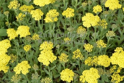 Desert Eve Yellow Sarı Renkli Açelya Çiçeği Fidesi (5 adet )