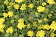Desert Eve Yellow Sarı Renkli Açelya Çiçeği Fidesi (5 adet )