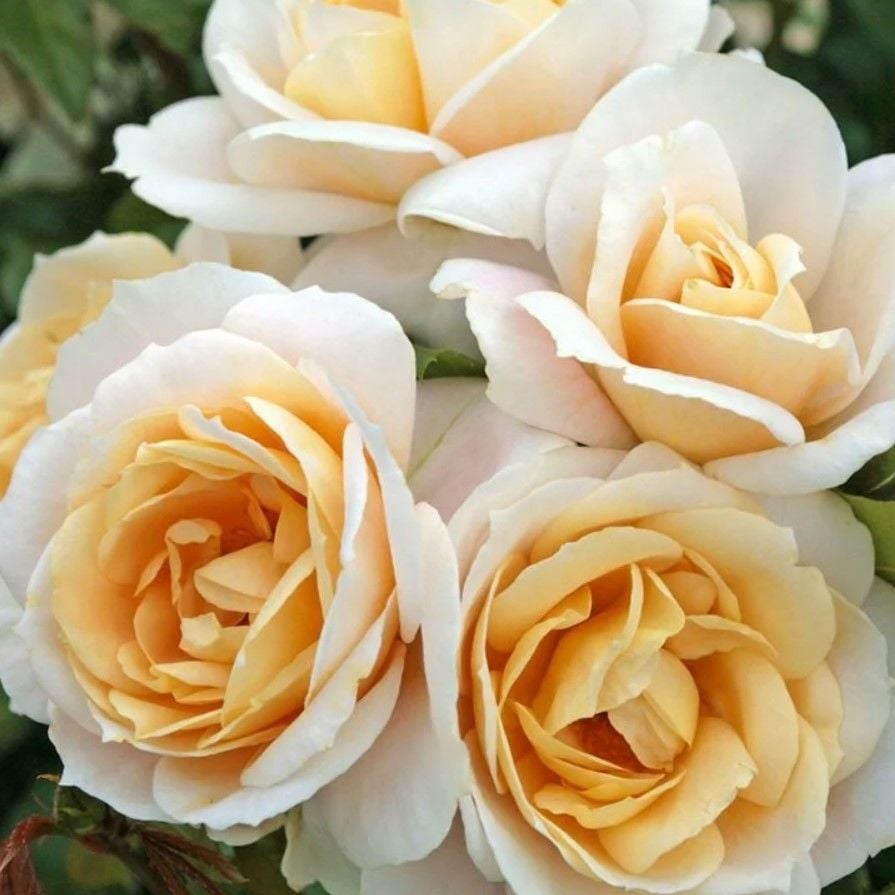 Tüplü Koleksiyonluk Lions Rose Kokulu Yediveren Gül Fidanı