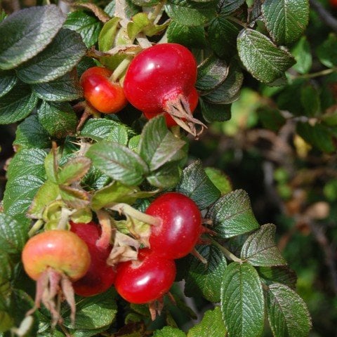 Açık Kök Kuşburnu Fidanı Rosa Rugosa