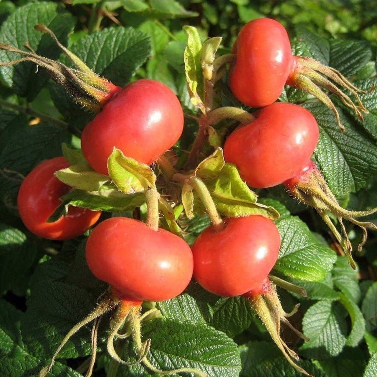 Açık Kök Kuşburnu Fidanı Rosa Rugosa