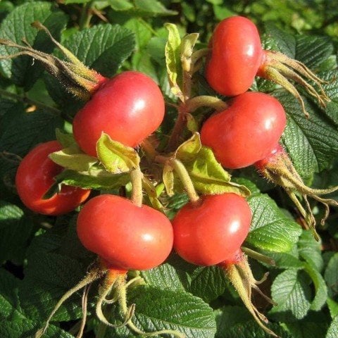Açık Kök Kuşburnu Fidanı Rosa Rugosa