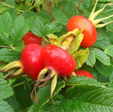 Açık Kök Kuşburnu Fidanı Rosa Rugosa