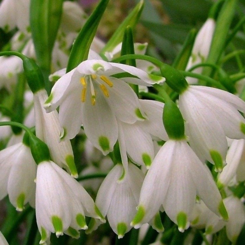 Leucojum Aestivum L. Göl Soğanı 1 Adet