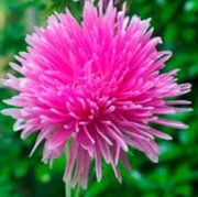 İğne Çiçekli Gülpembe Aster Çiçeği Tohumu(25 tohum)