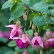 9 Luk Saksıda Garden News Hardy  Küpe Çiçeği