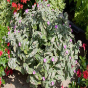Tradescantia Sillamontana Telgraf Çiçeği  (9 luk Saksıda)