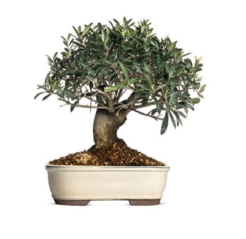 Bonsai İçin Uygun Zeytin Tohumu (5 tohum)