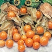 Mayhoş Şifalı Altın Çilek Yer Kirazı Fidesi (10 adet)