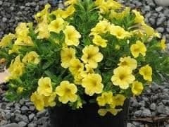 Calipetite Saksılık Yellow Sarı Renkli Petunya Çiçeği Fidesi (4  fide)