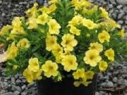 Calipetite Saksılık Yellow Sarı Renkli Petunya Çiçeği Fidesi (4  fide)