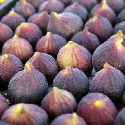 Açık Kök Bursa Siyahı Dürdane İnciri Fidanı