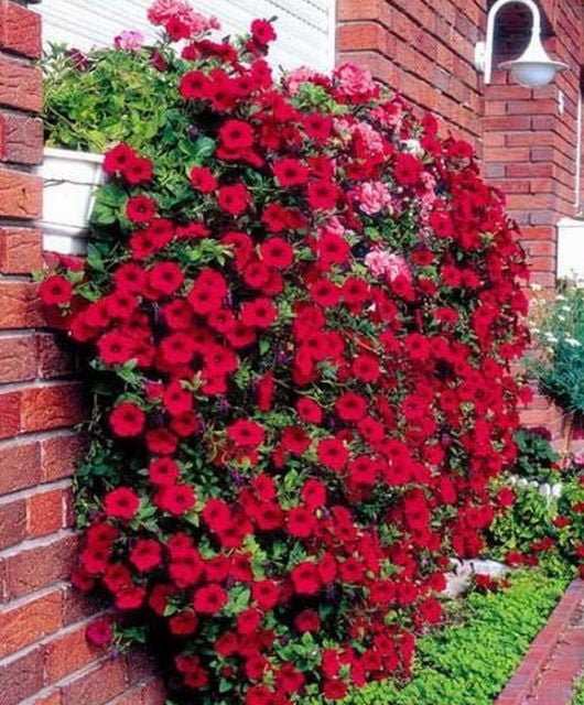 Calipetite  Red Kırmızı Renkli Saksılık Sarkan Petunya Çiçeği Fidesi (4 fide)