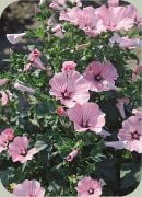 Rosea Mallow Hibiscus Çiçeği Tohumu(10 tohum)