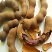 Tüplü Tamarind(Demirhindi ) Fidanı