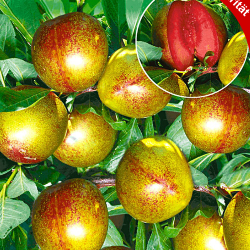 Tüplü Yarı Bodur Flavor Supreme Pluot Fidanı