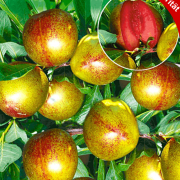 Tüplü Yarı Bodur Flavor Supreme Pluot Fidanı