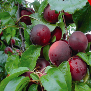 Tüplü Yarı Bodur Cherrykose Fidanı