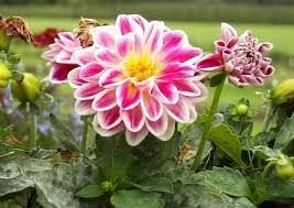 Lubega  Purple White Dahlia Çiçeği Fidesi (5 fide)