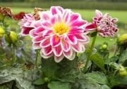 Lubega  Purple White Dahlia Çiçeği Fidesi (5 fide)