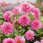 Lubega Rose Saksılık Dahlia Çiçeği Fidesi (5 fide)