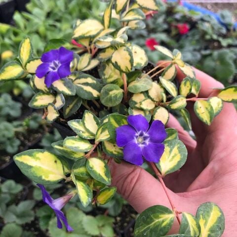 Herdem Yeşil İmagine Soğuklara Karşı Dayanıklı Vinca Minor Çiçeği Fidesi (1 Adet)