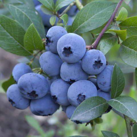 Bluecrop Yaban Mersini Fidesi (5 adet 10-20 cm)
