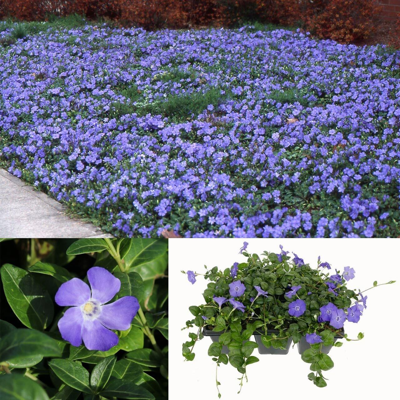 Herdem Yeşil  Hawai Soğuklara Karşı Dayanıklı Vinca Minor Çiçeği Fidesi (1 Adet)