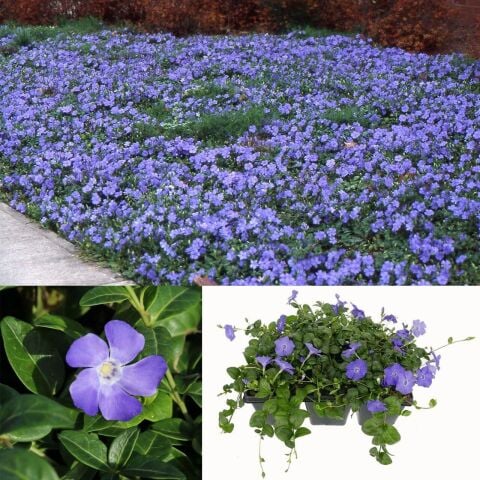 Herdem Yeşil  Hawai Soğuklara Karşı Dayanıklı Vinca Minor Çiçeği Fidesi (1 Adet)