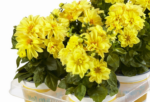 Lubega Yellow Sarı Renkli Dahlia Çiçeği Fidesi (3 fide)