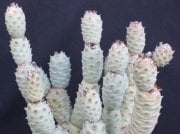 Beyaz Çiçek Açan Tephrocactus Diadematus İnermis Kaktüs